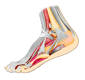 Foot and Ankle Diagram